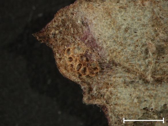 Aecidium tussilaginis