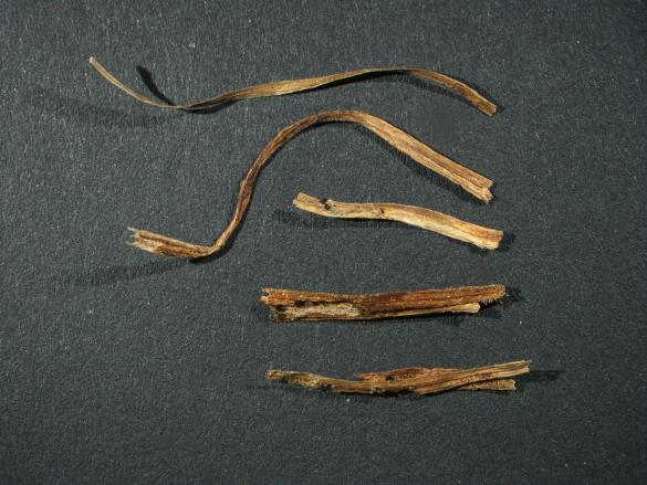 Aecidium ficariae