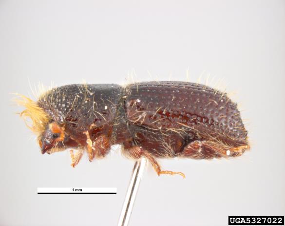ostrozobi jelov lubadar (<i>Pityokteines spinidens</i>)