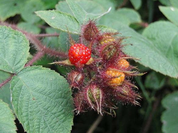 <i>Rubus phoenicolasius</i>