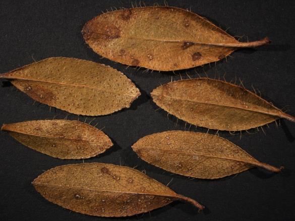 Chrysomyxa rhododendri 