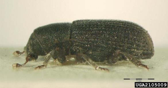 smrekov koreninar (<i>Hylastes cunicularius</i>)