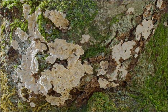 Stereum rugosum