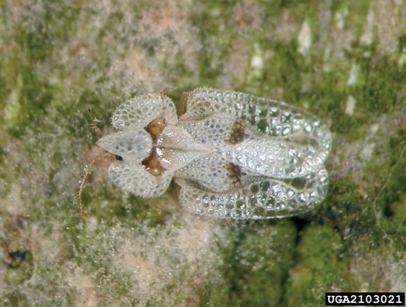 platanova čipkarka (<i>Corythuca ciliata</i>) na <i>Platanus occidentalis</i>