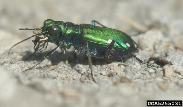<i>Cicindela sexguttata</i>