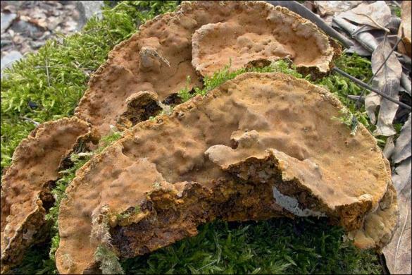 Phellinus ribis