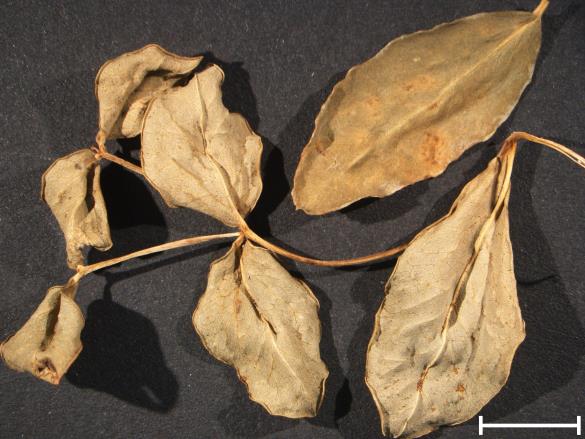 Melampsora euphorbiae 