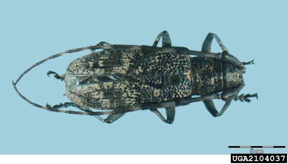 <i>Monochamus galloprovincialis</i>