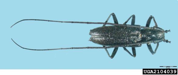 krojaček (<i>Monochamus sartor</i>)