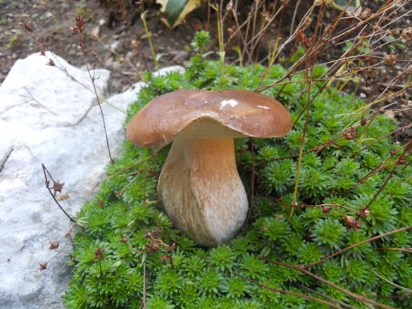 Boletus edulis