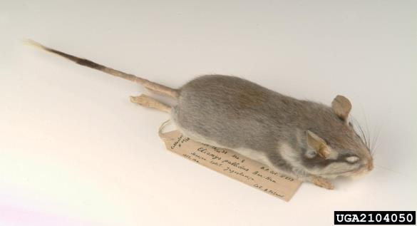 <i>Eliomys pallidus</i>