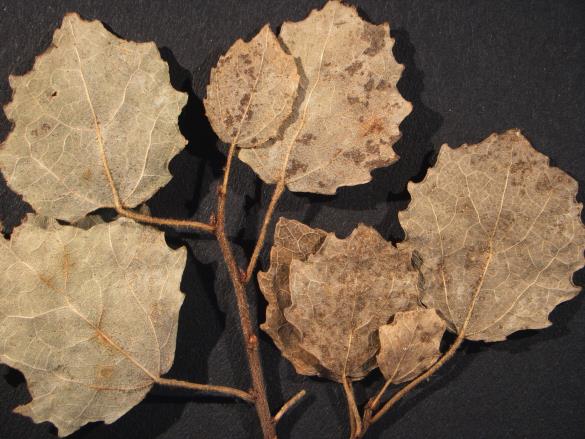 Melampsora tremulae