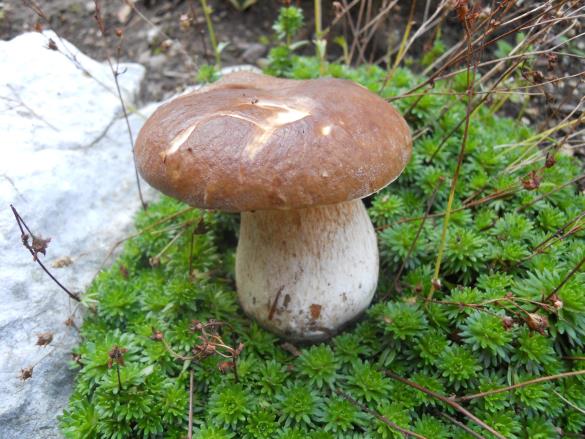 Boletus edulis