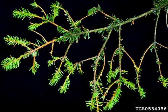 smrekov prelec (<i>Lymantria monacha</i>) na <i>Picea abies</i>