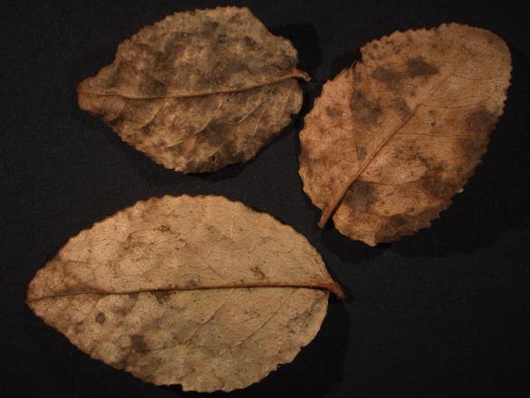 Thekopsora vacciniorum 