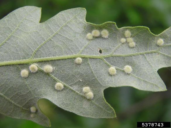 <i>Dryomyia circinnans</i> na <i>Quercus</i> spp.