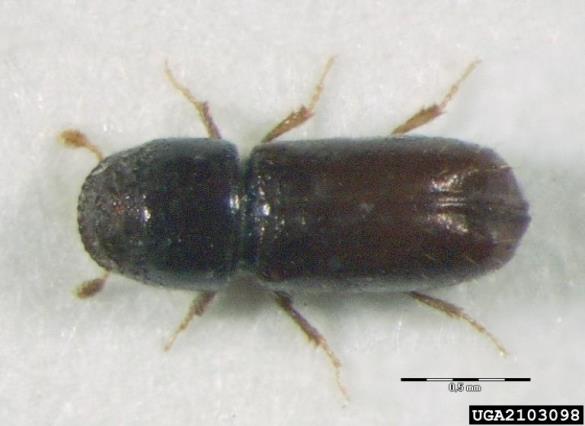 jelov vejni lubadar (<i>Pityophthorus pityographus</i>)