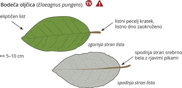 <i>Elaeagnus pungens</i>