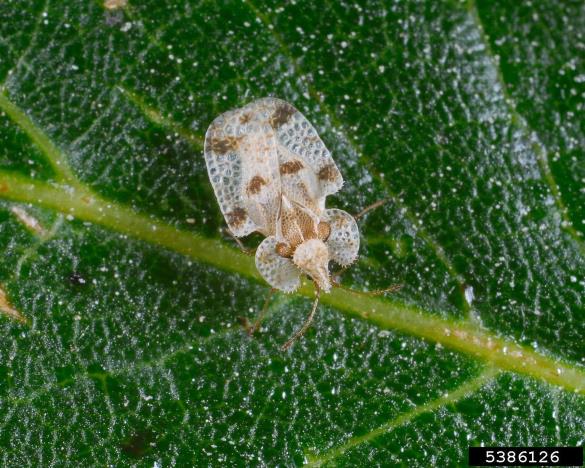 <i>Corythucha arcuata</i>