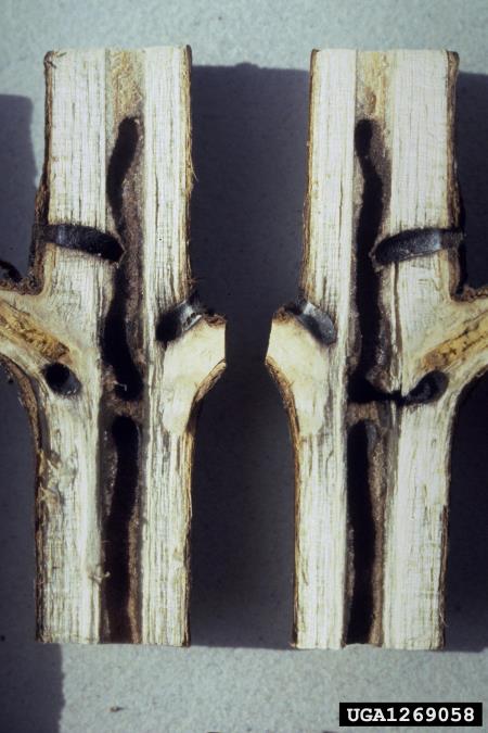 vrtni lesar (<i>Xyleborus dispar</i>) na <i>Acer</i> spp.