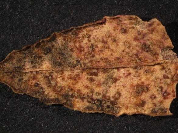 Melampsora euphorbiae 