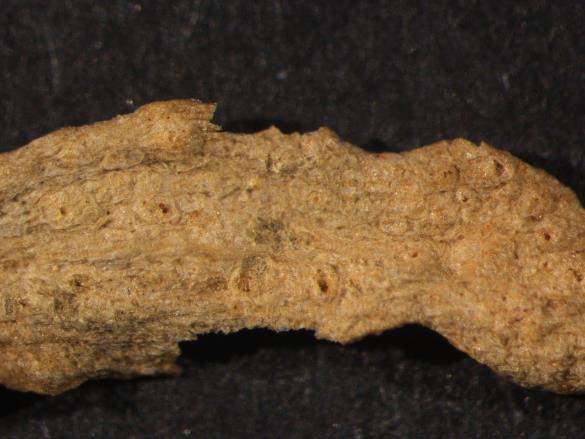 Melampsora lini 