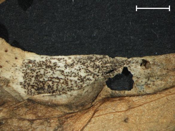 Aecidium quadrifidum