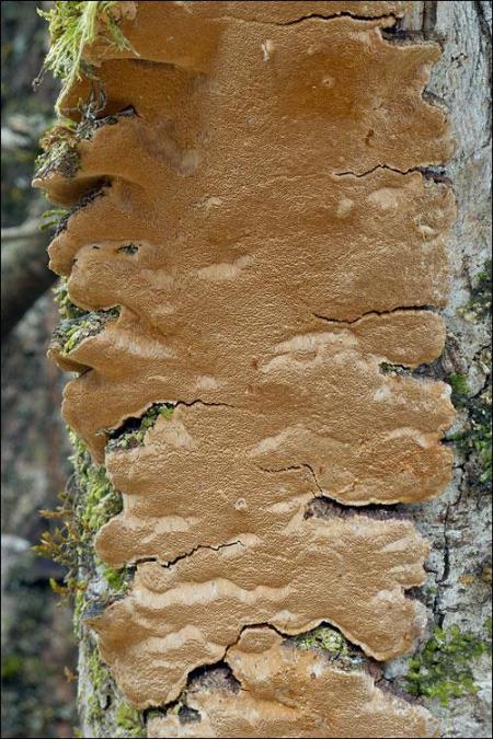 Phellinus conchatus
