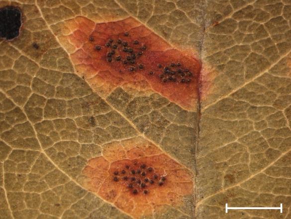 Gymnosporangium juniperinum