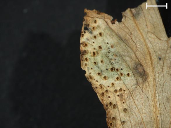 Aecidium quadrifidum