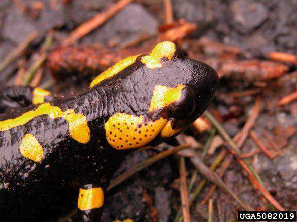 navadni močerad (<i>Salamandra salamandra</i>)