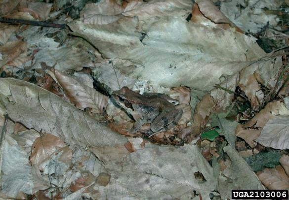 sekulja (<i>Rana temporaria</i>)