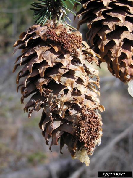 smrekov plamenec ali smrekov storžev veščec (<i>Dioryctria abietella</i>) na <i>Picea</i> spp.
