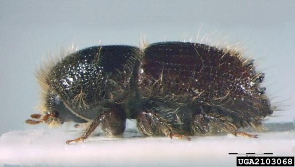 osmerozobi smrekov lubadar ali knaver (<i>Ips typographus</i>)