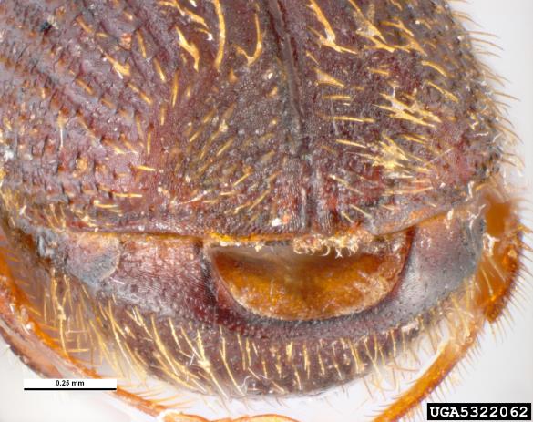 hrastov strženar (<i>Platypus cylindrus</i>)