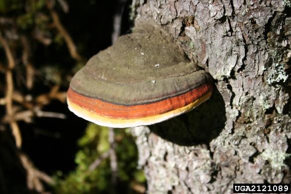 smrekova kresilača (<i>Fomitopsis pinicola</i>) na <i>Picea mariana</i>