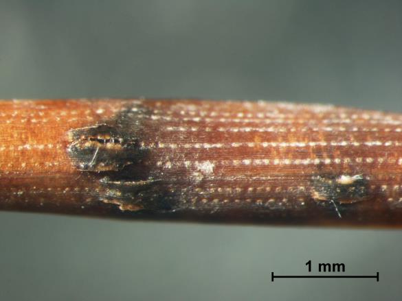 Mycosphaerella pini
