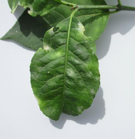 <em>Erysiphe euonymi</em>