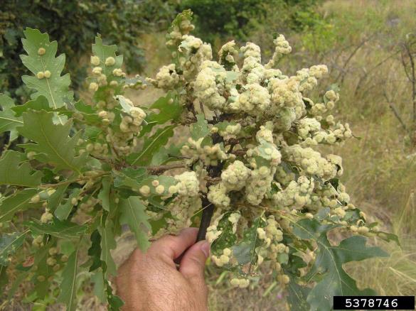<i>Dryomyia circinnans</i> na <i>Quercus</i> spp.