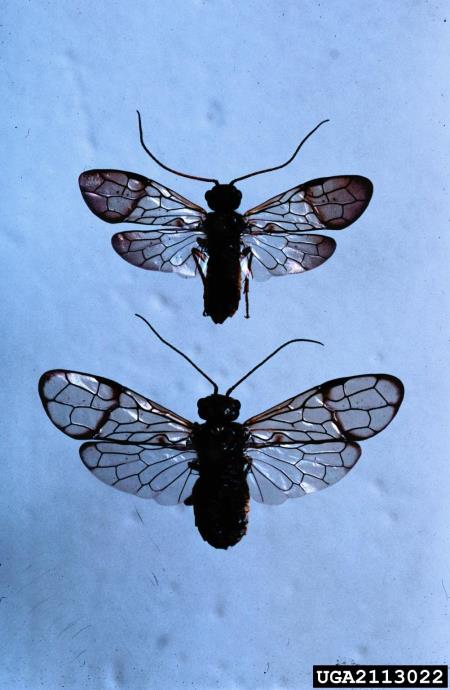 <i>Cephalcia lariciphila</i>