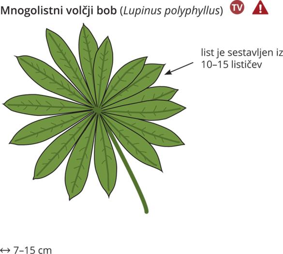 <i>Lupinus polyphyllus</i>