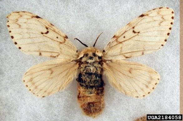 gobar (<i>Lymantria dispar</i>)