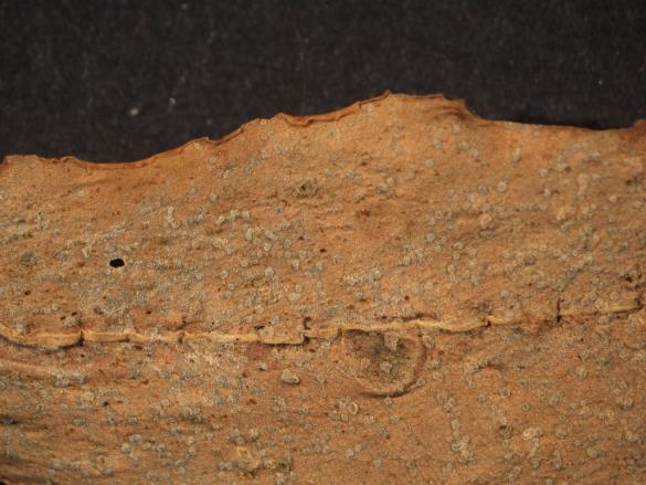 Melampsora euphorbiae 