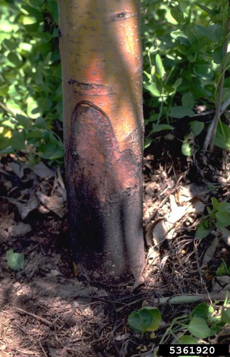 ramorumna sušica (<i>Phytophthora ramorum</i>) na <i>Malus domestica</i>