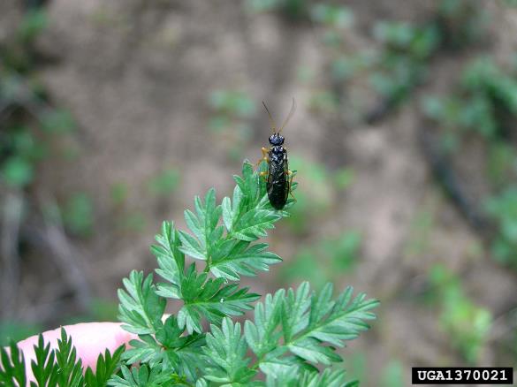 macesnova grizlica (<i>Pristiphora laricis</i>)