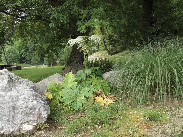 <i>Heracleum mantegazzianum</i>