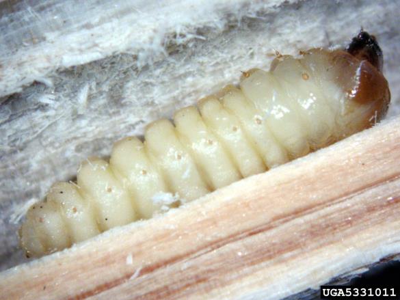 rjavi smrekov kozliček (<i>Tetropium fuscum</i>)