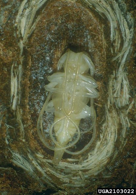 <i>Acanthocinus aedilis</i> na <i>Pinus nigra</i>