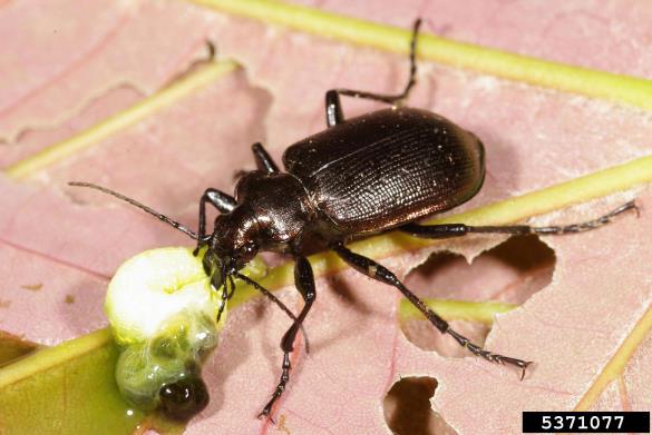 mali moškatnik (<i>Calosoma inquisitor</i>)