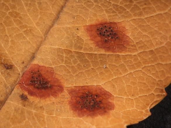 Gymnosporangium juniperinum